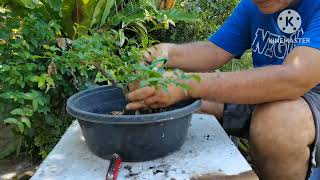 How to produce many bonsai material just sharing [upl. by Orin]