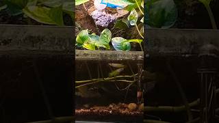 Panchax aquascaping Aplocheilus exoticfish plantedfishtank [upl. by Burrows650]