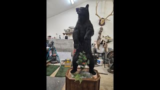 LifeSize Bear Mount [upl. by Coh]