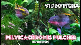 Pelvicachromis pulcher Kribensis Ciclido Africano  Video Ficha [upl. by Leelah]