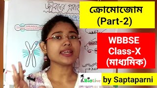 Chromosome Part2 Jibaner Prabahamanata WBBSE class 10 Lifescience Madhyamik Jibanbigyan [upl. by Ojok]