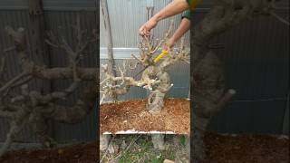 बोनसाई Membuat bonsai berfungsi [upl. by Ragland]