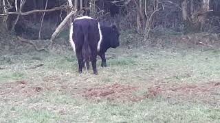 belted Gallowayshorthorn hybrid calf up sucked and away 2 [upl. by Hanforrd]