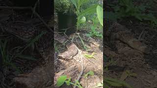 Bobtail Lizards aka Shinglebacks [upl. by Agnesse]