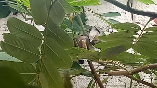 AVES EXÓTICAS🥰 COMO ESTÁ O CRIATÓRIO😱 [upl. by Elsi592]