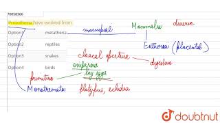 Prototheria have evolved from [upl. by Awram536]
