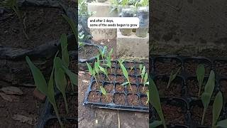 How to Grow Sweet Corn at Home DIY Gardening for Beginners [upl. by Anica]