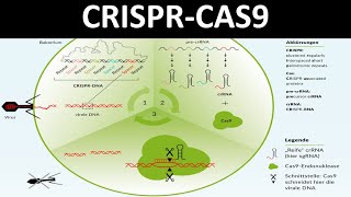 CRISPRCas  CRISPR Cas9 Ein Verfahren des Genomediting  Biologie Gentechnik Oberstufe [upl. by Ver170]