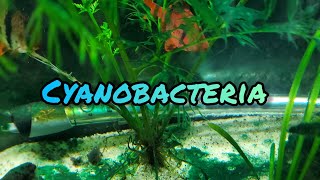 How To Easily Fix Cyanobacteria In Your Aquarium [upl. by Aelsel]