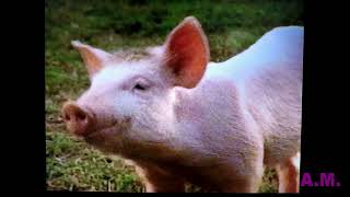 Canal plus cabecera cine quotBabe el cerdito valientequot [upl. by Renie]