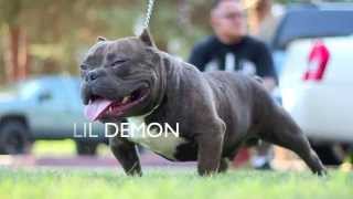 Fresno State Bullies [upl. by Chill409]