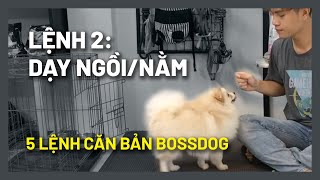 Cách huấn luyện chó cơ bản 2 Dạy chó NGỒI NẰM ĐỨNG chuẩn  Hướng dẫn chi tiết dễ làm  BossDog [upl. by Stavro]