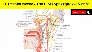 IX Cranial Nerve  Glossopharyngeal Nerve Functional Component Nucleus of Origin Course Branches [upl. by Launce]