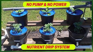 Easy To Build DIY Hydroponic Dutch Bucket System No Pump amp No Power  Bato Bucket System  Part 1 [upl. by Eerb12]