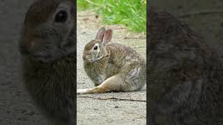 Rabbit sounds wildlife animalsounds [upl. by Repsag]