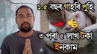 গাহৰি ফাৰ্ম কৰি কেনেকৈ ইনকম কৰিব  Pig Farming in Assam  Assamese Pig Farming Video [upl. by Odin882]