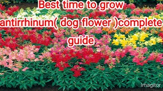 Best time to grow antirrhinum dog flower complete guide [upl. by Nason442]