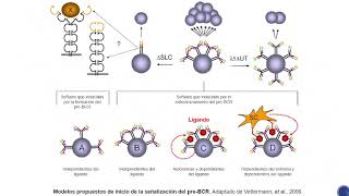 Desarrollo de linfocitos B  Parte 4 [upl. by Sivie]