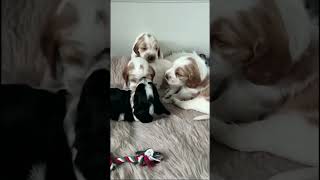 British Cocker Spaniel Puppies at 4 Weeks Old Full of Energy and Charm [upl. by Quiteris]