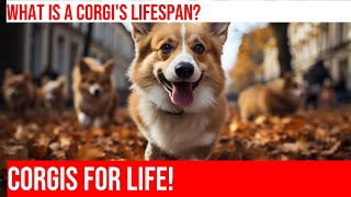 How Long Do Pembroke Welsh Corgis Live [upl. by Eirehc]