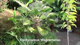 Different Trachycarpus species [upl. by Ydnil]