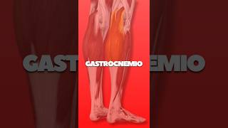 🔴 gastrocnemio gemelos gastronemio musculogastrocnemio pantorrilla musculos anatomia [upl. by Ameekahs586]