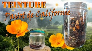 Recette de la teinture de pavot de Californie Escholtzia [upl. by Sug]