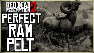 HOW TO GET A PERFECT RAM PELT  RED DEAD REDEMPTION 2 PRISTINE RAM HUNT [upl. by Mcbride]