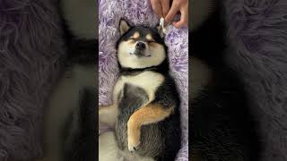 SO CUTE AND RELAXING DOG 2 doglover dog dogs viralvideo trending trendingvideo short cutedog [upl. by Yecniuq]