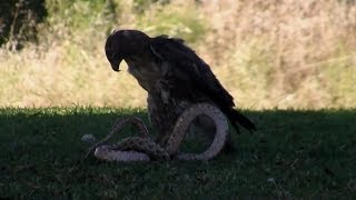 Eagle kills a Python Snake SCARRY [upl. by Herald]