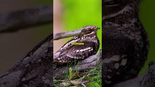 Why Is The Great Eared Nightjar The COOLEST Animal Ever [upl. by Eartnoed]