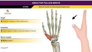 Abductor pollicis brevis  Thenar muscles  Animation without narration [upl. by Rolo]