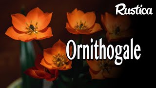 L’Ornithogalum [upl. by Aurelio]