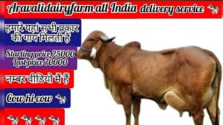 ph 📞9993929020 cow dairy farm in india starting price 25000 all India home delivery available [upl. by Eiramrebma]