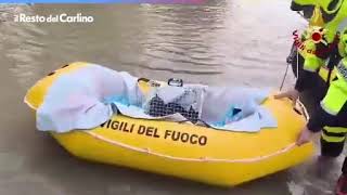 L’alluvione degli animali a Reggio Emilia salvati cani gatti e lepri [upl. by Evans]