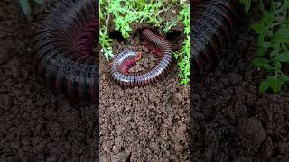 The millipede hide in the hole😨😱 arthropods millipede scary shorts [upl. by Cinderella]