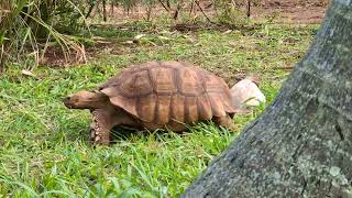 African spurred tortoise Makauwahi Cave Reserve Poipu Kauai Hawaii 20240124 [upl. by Dionisio815]