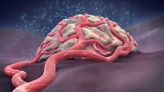 In vivo Anti Angiogenic Activity of 2 Methoxyestradiol in Sarcoma 180 Tumour Cell Line [upl. by Anawad]