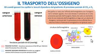 IL TRASPORTO DELLOSSIGENO NEL SANGUE [upl. by Spitzer]