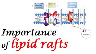 Importance of lipid rafts [upl. by Perlman]