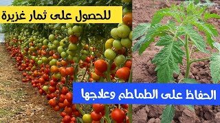 اذا تريد ثمار بندورة بغزارة لازم تعالج نبات الطماطم لتحصل على ثمار غزيرة [upl. by Hales679]