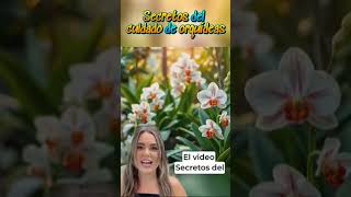 Secretos del cuidado de orquídeas jardineríaencasa plantas [upl. by Africah743]