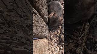 CUTE GIANT WOMBAT VS WALLABY trendingshorts viral animals vlog satisfying funnyshorts [upl. by Tyoh]