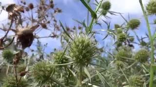 Echte kruisdistel Eryngium campestre  20160828 [upl. by Eivol]