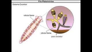 Platelmintos [upl. by Euqenimod923]
