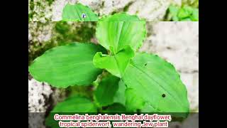 Commelina benghalensis Benghal dayflower tropical spiderwort wandering Jew plant [upl. by Dranyer240]