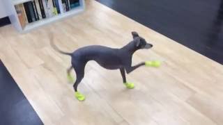 Italian Greyhounds New Boots [upl. by Toiboid]