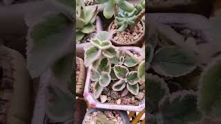 Plectranthus hadiensis var tomentosus Variegata  SUCCULENTZONECOM [upl. by Iegres]