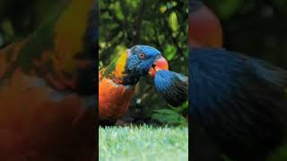 Rainbow Lorikeet Feeding Food with Mouth  lorikeet birds beautifulcreatures [upl. by Ladonna359]