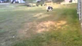 old english sheepdog millie playing frisbeemp4 [upl. by Friedly250]